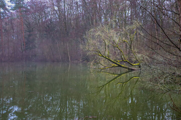 a fallen tree in a lake