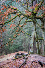 an old tree with red leaves on top of a mound with roots above ground