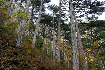 Autumn fir forest with dense trees in the foreground on the mountain. soft focus