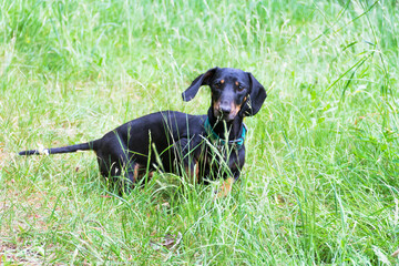 smooth-haired black dachshund in the meadow - 412168187
