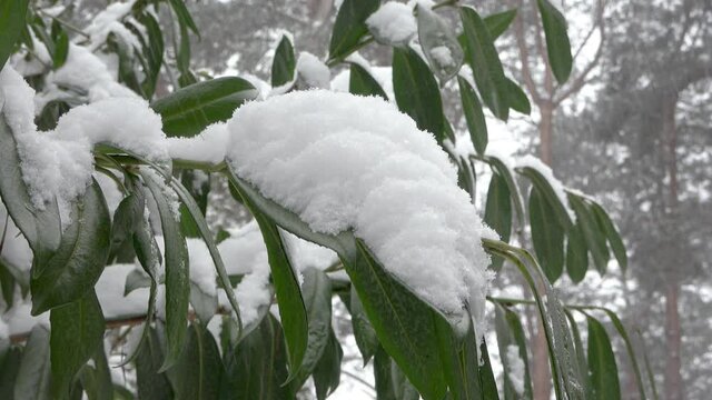 Close up view of laurel bush covered with fresh thick snow, Laurus nobilis
