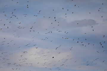 Gaviotas volando en grupo bajo un cielo azul
