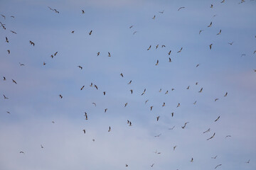 Gaviotas volando en grupo bajo un cielo azul