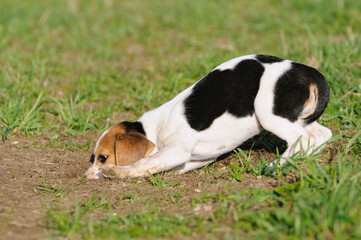 Beagle puppy dog sniffs and digs for a mouse 