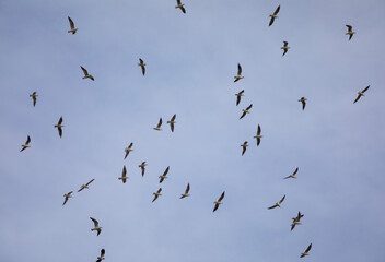 Gaviotas volando en grupo bajo un cielo azul