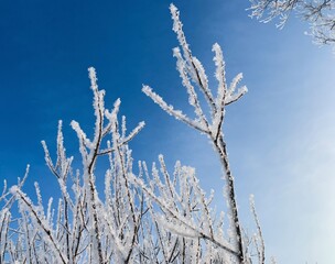 Icy frozen tree branches in the blue sky