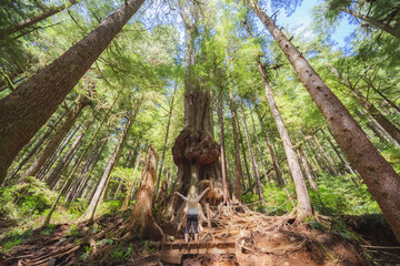 Fototapeta na wymiar A young woman explores the ancient old growth rainforest Upper Avatar Grove and “Canada's Gnarliest Tree” near Port Renfrew on Vancouver Island, British Columbia in the pacific northwest.