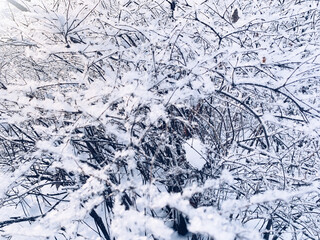 Frozen tree branches background, branches covered by white snow