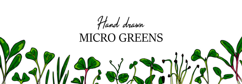 Hand drawn micro greens horizontal banner. Healthy vegetarian and vegan food design for company logo, print, packages. Vector illustration