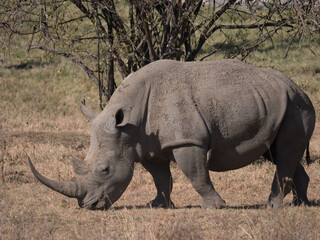 Fototapeta premium rhino in the wild