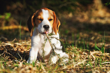 Beagle puppy dog sitting portrait