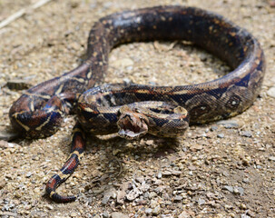 A Boa imperator (Boa constrictor imperator) in Heloderma national reserve, Guatemala. 
