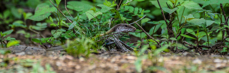An endemic lizard in Heloderma national reserve, Guatemala. This lizard does not have a common name yet.