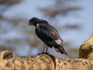 red tailed hawk