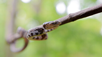 Lyre snake (Trimorphodon) in Heloderma national reserve, Guatemala. The snake was found in the wild and was not handled. 