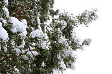 Branches of winter coniferous tree covered with snow
