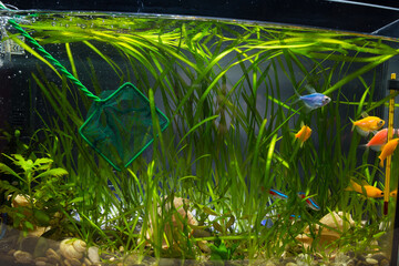 Landing net in aquarium. Starting aqauaroum hobby.