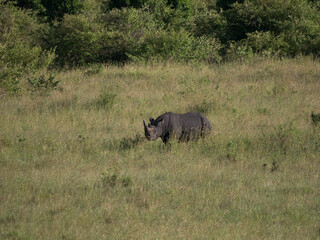 Obraz na płótnie Canvas rhino in the savannah