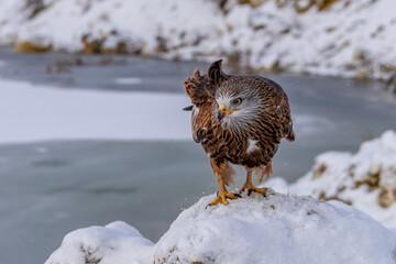Red Kite head closeup (Milvus milvus)