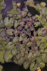 green moss on the stone