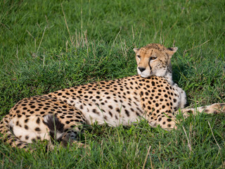 cheetah at Masai Mara Kenya