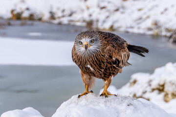 Red Kite head closeup (Milvus milvus)