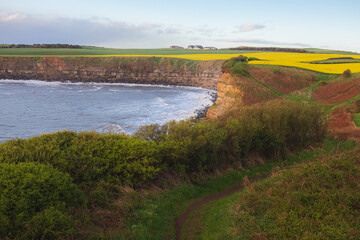 North Yorkshire coastline landscape and seascape with dramatic cliffs and fields of yellow rapeseed along Cleveland Way from Burniston to Hayburn Wyke in North York Moors National Park, England.