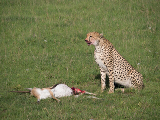 cheetah and prey