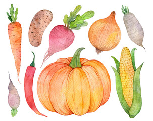 Watercolor hand painted collection of vegetables. Fresh food illustrations isolated on white background.