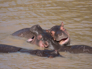 Fototapeta premium hippo in the water