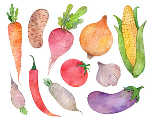 Watercolor hand painted collection of vegetables. Fresh food illustrations isolated on white background.