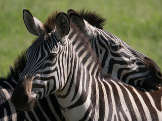 portrait of a zebra