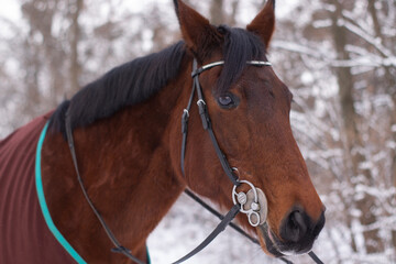 winter portrait of magnificent brown Thoroughbred bay horse. banner. stable. horse Club