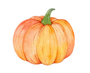 Watercolor pumpkin isolated on white background. Handpainted vegetable illustration.