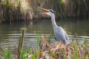 Portrait of a Grey Heron (Ardea cinerea) in its natural habitat at Inverleith Park in Edinburgh, Scotland feeds on a small fish at the pond.