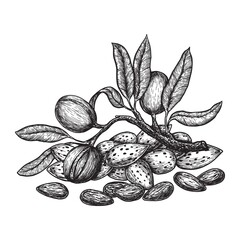 Almond hand drawing vintage style. Engraving drawing style vector illustration