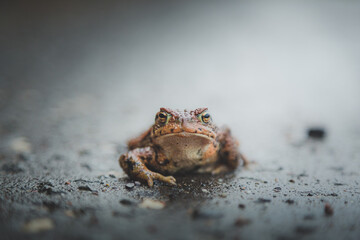 Close up portrait of a grumpy looking European Common Frog (Rana temporaria) on a moody day in Scotland. 