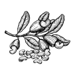 Cashew plant and nuts. Ink sketch. Hand drawn vector illustration. Isolated on white background. Retro style.