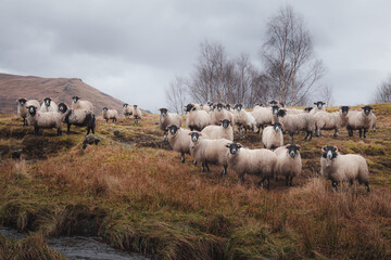 A flock of Scottish Blackface sheep (Ovis aries) stare at the camera in the countryside of Loch Awe, Argyll and Butte in the Scottish Highlands, Scotland.