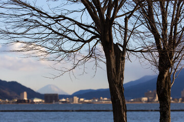 Fototapeta na wymiar 湖と木と富士山