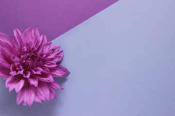 colored background with flowers and paper