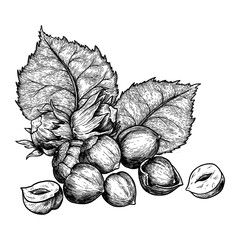 Hazelnuts nuts and leaves. Hand drawn sketches vector illustration on white background in vintage style.