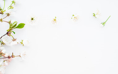 Fresh branches with white spring flowers on a white wooden background.