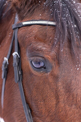 winter portrait of magnificent brown Thoroughbred bay horse. banner. stable. horse Club. copy space