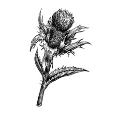 Vector illustration of a thistle flower. Hand drawn vector illustration on white background. Engraving drawing style.