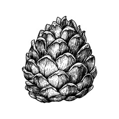 Pine cone illustration. Hand drawn sketches vector illustration on white background in vintage style.