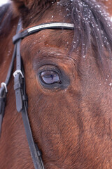 winter portrait of magnificent brown Thoroughbred bay horse. banner. stable. horse Club. copy space