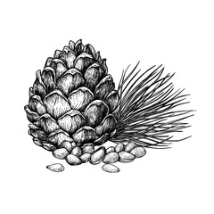 Pine nuts and cones. Hand drawn sketches vector illustration on white background in vintage style.