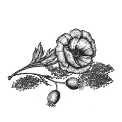 Poppy flowers and seeds. Hand drawn sketches vector illustration on white background in vintage style.