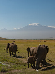 Killimandscharo with elephants
